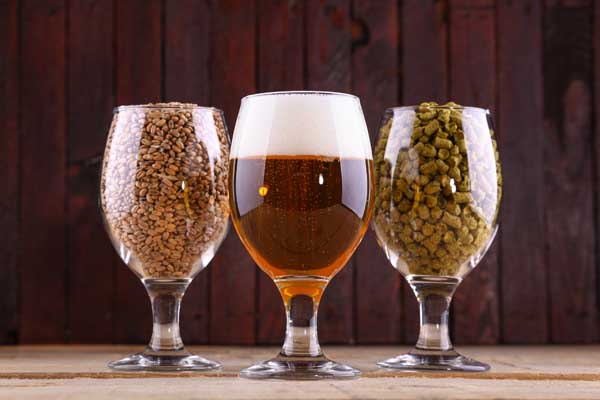 Glasses of malting barley, beer and hops