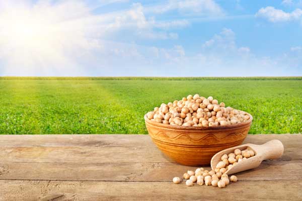 A bowl of chickpeas in front of a green crop