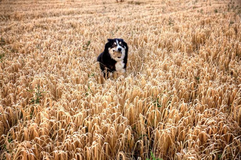 A farm dog running through a ripe crop