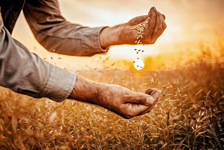 A farmer pouring harvested grain from one hand to the other