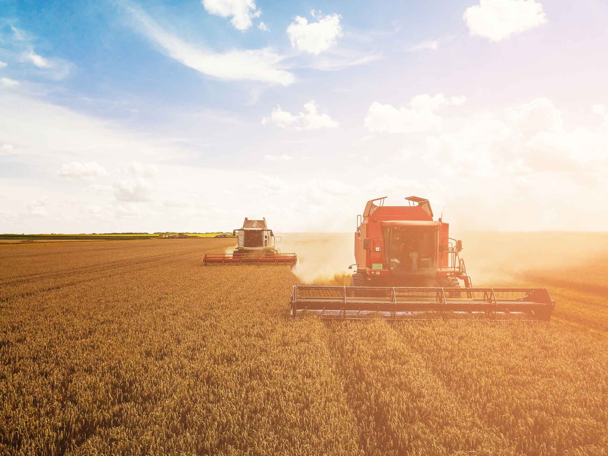 Two headers harvesting a wheat crop at sunset