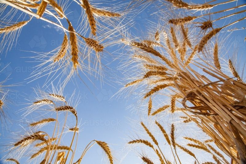 Ripe wheat ears against a blue sky